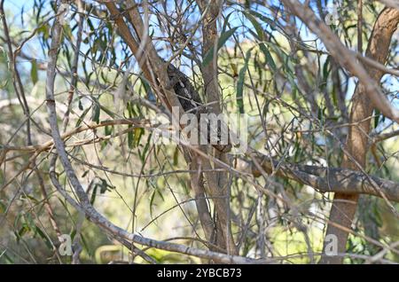 Furcifer verrucosus (Furcifer verrucosus) ist ein im Süden und Westen Madagaskars endemisches Chamäleon. Dieses Foto wurde in Antsokay, Toliara, Madagaskar aufgenommen Stockfoto