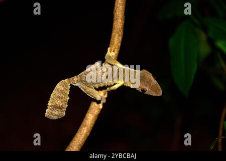 Uroplatus fimbriatus (Uroplatus fimbriatus) ist eine nächtliche Eidechse, die im Osten Madagaskars endemisch ist. Dieses Foto wurde in Montagne d'Ambre National P aufgenommen Stockfoto