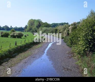 Der Fluss Ver bei St. Albans wurde im heißen Sommer 1992 zu einem Tropfen reduziert und fast ausgetrocknet. Stockfoto