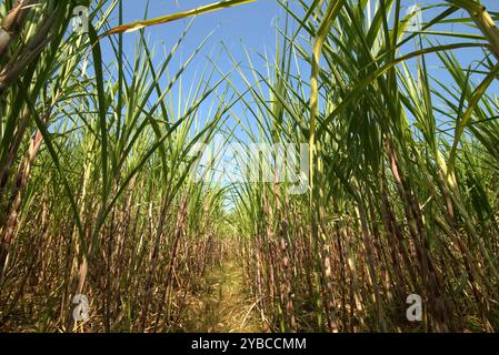 Zuckerrohrpflanze auf einer Plantage am Straßenrand in Karanganyar, Zentral-Java, Indonesien. Stockfoto