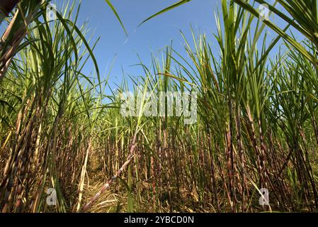 Zuckerrohrpflanze auf einer Plantage am Straßenrand in Karanganyar, Zentral-Java, Indonesien. Stockfoto