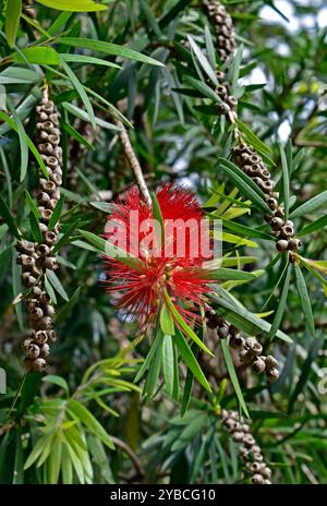 Klippen-Flaschenbürstenblume (Melaleuca comboynensis) auf Baum Stockfoto