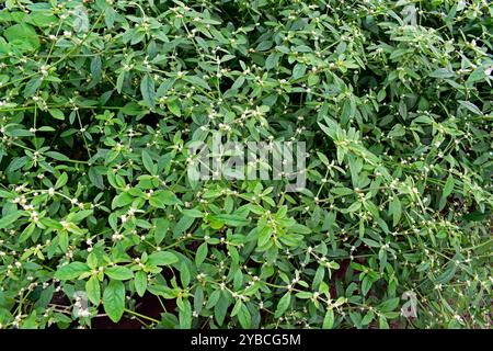 Brasilianische Spinatpflanze (Alternanthera sessilis) in Ribeirao Preto, Sao Paulo, Brasilien Stockfoto