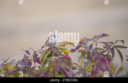 Ein stolz aussehender kleiner Kerl. Stockfoto