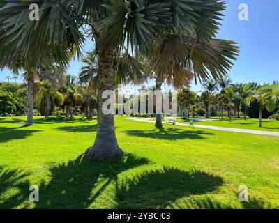 Bismarckia Nobilis Palmen in einem Park in Maspalomas, Gran Canaria. Hintergrund. Stockfoto