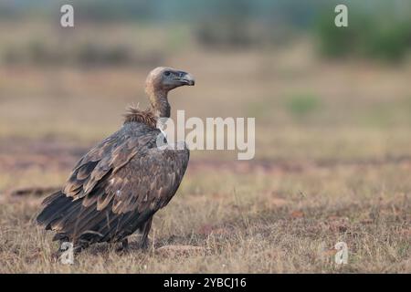 Eurasischer Gänsegeier - ein Wintervogel in Nord- und Westindien. Stockfoto