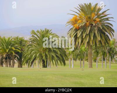 Phönixpalmen auf dem Golfplatz in Maspalomas, Gran Canaria. Hintergrund. Stockfoto