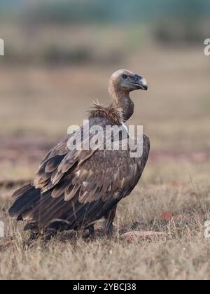 Eurasischer Gänsegeier - ein Wintervogel in Nord- und Westindien. Stockfoto