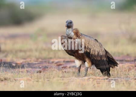 Eurasischer Gänsegeier - ein Wintervogel in Nord- und Westindien. Stockfoto