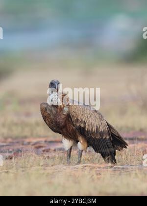 Eurasischer Gänsegeier - ein Wintervogel in Nord- und Westindien. Stockfoto