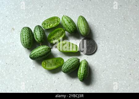 Kleine grün gestreifte Früchte von Cucamelon, Mausmelone oder Melothria-Skabra mit Münze für Skala ganz und aufgeschnitten Stockfoto