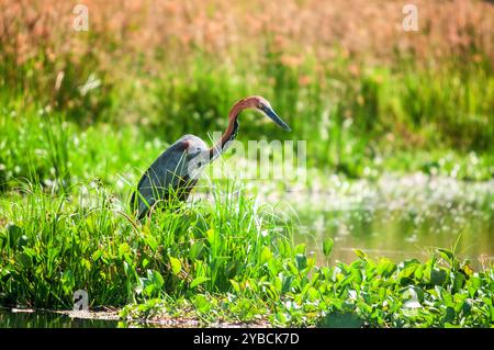 GOLIATH HERON (Ardea goliath) im Murchison Falls National Park. Der Goliath-Reiher ist regional nahe bedroht (R-NT) Stockfoto