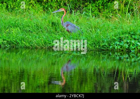 GOLIATH HERON (Ardea goliath) im Murchison Falls National Park. Der Goliath-Reiher ist regional nahe bedroht (R-NT) Stockfoto