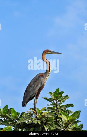 GOLIATH HERON (Ardea goliath) im Murchison Falls National Park. Der Goliath-Reiher ist regional nahe bedroht (R-NT) Stockfoto