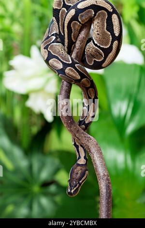 Königliche Python-Schlange kriecht draußen auf einem Holzzweig Stockfoto