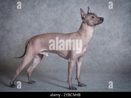 Mexikanischer Xoloitzcuintle männlicher Hund vor grauem Hintergrund Stockfoto