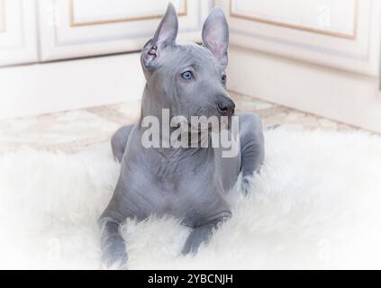 Thai ridgeback Welpe liegt auf einem Fell, zwei Monate alt Stockfoto