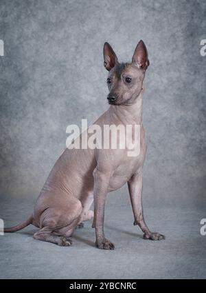 Mexikanischer Xoloitzcuintle-Hund, der vor grauem Hintergrund sitzt Stockfoto