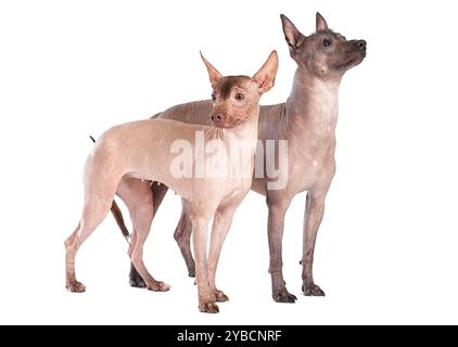 Haarlose mexikanische Xoloitzcuintle-Hunde isoliert auf weiß Stockfoto