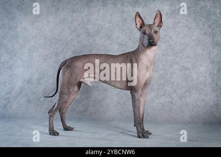 Haarloser Xoloitzcuintle männlicher Hund vor grauem Hintergrund Stockfoto