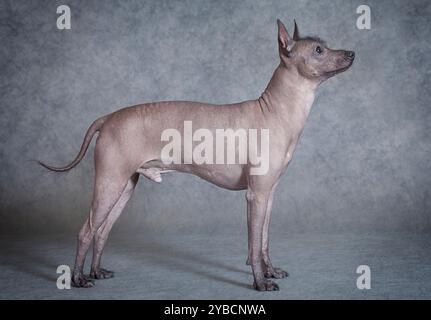 Mexikanischer, haarloser Xoloitzcuintle männlicher Hund vor grauem Hintergrund Stockfoto