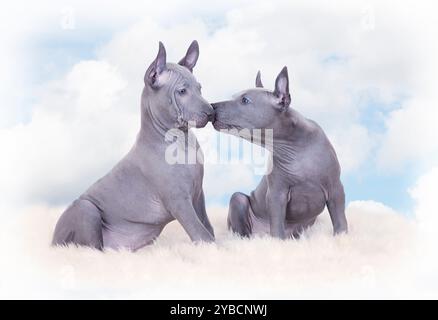 Thai ridgeback Welpen gegen blauen Himmel mit Wolken. Zwei Monate alt Stockfoto