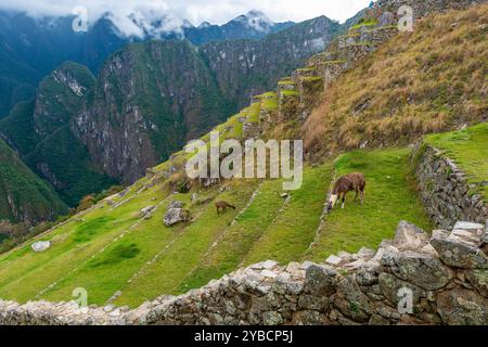 Lamas (Lama glama) auf den Landwirtschaftsterrassen von Machu Picchu, Cusco, Peru. Stockfoto