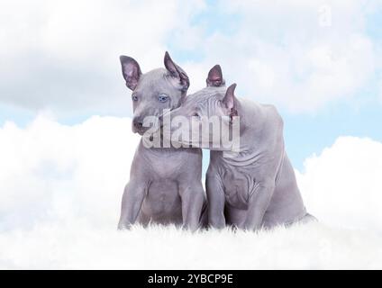 Thai ridgeback Welpen gegen blauen Himmel mit Wolken. Zwei Monate alt Stockfoto