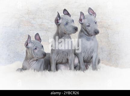 Zwei Monate alte Thai ridgeback Welpen sitzen auf Pelzteppich an der Wand Stockfoto