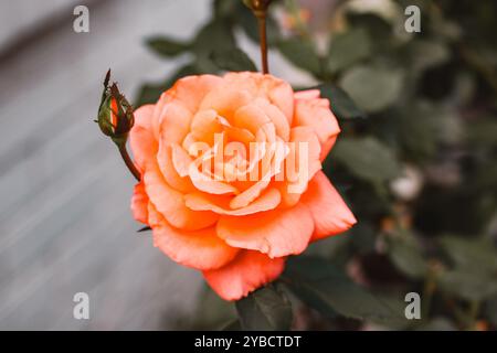 Orange Rosenknospe in voller Blüte. Eine einzelne Rosenknospe auf einem blühenden Busch im formellen Garten. Duftende aromatische Einzelblüte. Gartenbau, Gartenbau. Stockfoto