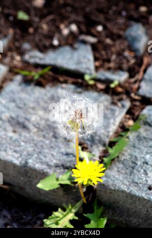 Löwenzahnblume und Samen. Blühen, blühen. Anlage. Gelbe Blume. Vertikales Foto. Keine Menschen, niemand. Stockfoto