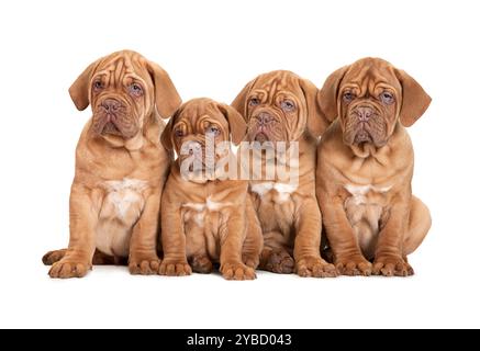 Dogue de Bordeaux, 9 Monate alt, sitzt vor weißem Hintergrund. Stockfoto
