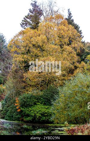 Dundee, Tayside, Schottland, Großbritannien. Oktober 2024. Wetter in Großbritannien: Die Herbstfarben bieten einen atemberaubenden Blick auf den Caird Park; selbst bei bewölktem Wetter zeigt er immer noch eine herrliche Farbpalette der Saison im Dundee Park Wald in Schottland. Quelle: Dundee Photographics/Alamy Live News Stockfoto