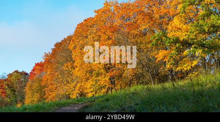 Waldweg im Herbst. Texturhintergrund. Orangefarbener Baum, rotbraune Ahornblätter im Herbst Neris Park. Naturszene bei Sonnenaufgang. Malerische Landschaft hell l Stockfoto