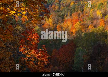 Waldweg im Herbst. Texturhintergrund. Orangefarbener Baum, rotbraune Ahornblätter im Herbst Neris Park. Naturszene bei Sonnenaufgang. Malerische Landschaft hell l Stockfoto