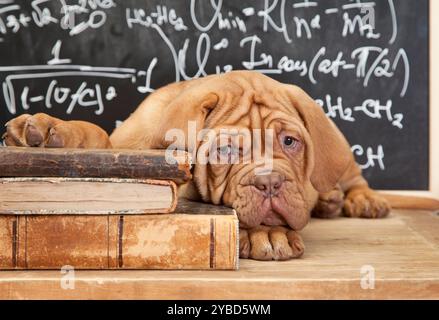 Französisches Mastiff-Hündchen, das auf einem Stapel Bücher liegt Stockfoto