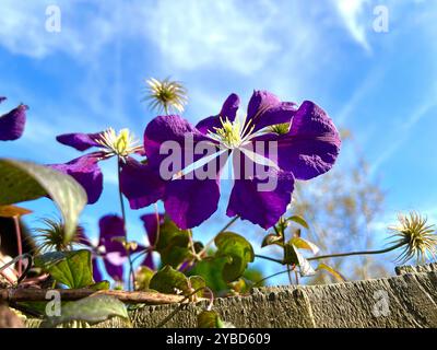 Violette Clematis, Clematis viticella, Blume vor blauem Himmel mit Wolken. Stockfoto