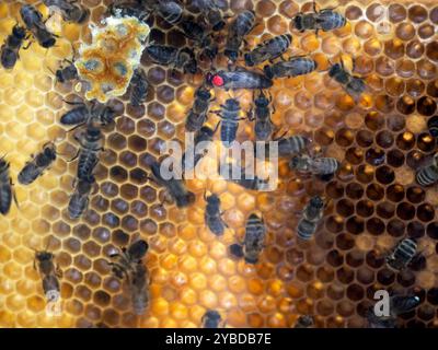 Bienen machen Honig in einer Bienenstockkönigin, die rot markiert ist Stockfoto