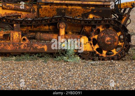 Gelbgehörnter Mohn (Glaucium flavum) wächst neben einem rostenden Traktor-Bulldozer Norfolk September 2024 Stockfoto