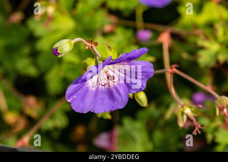 Überraschend ziemlich nah blühendes Pflanzenporträt von Geranium rozanne, Geranium 'Gerwat', Geranium hybridum 'Jolly Bee'. Darstellung, natürlich, Stockfoto