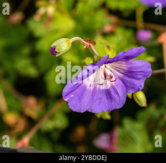 Überraschend ziemlich nah blühendes Pflanzenporträt von Geranium rozanne, Geranium 'Gerwat', Geranium hybridum 'Jolly Bee'. Darstellung, natürlich, Stockfoto