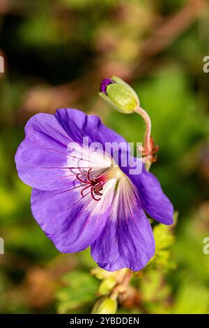 Überraschend ziemlich nah blühendes Pflanzenporträt von Geranium rozanne, Geranium 'Gerwat', Geranium hybridum 'Jolly Bee'. Darstellung, natürlich, Stockfoto