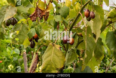 Ungewöhnliche Baumtomate Tamarillo Solanum betaceum). Natürliches Nahaufnahme-Pflanzenporträt. Natürlich, ambrosial, ansprechend, appetitlich, aromatisch, Essen Stockfoto