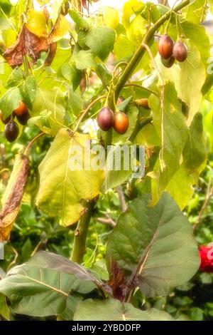 Ungewöhnliche Baumtomate Tamarillo Solanum betaceum). Natürliches Nahaufnahme-Pflanzenporträt. Natürlich, ambrosial, ansprechend, appetitlich, aromatisch, Essen Stockfoto