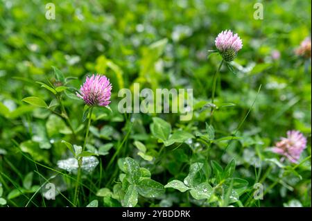 Kleeblüten blühen in einem üppig grünen Garten an einem sonnigen Nachmittag im Frühling Stockfoto