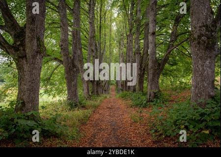 Ein friedlicher Pfad, flankiert von hohen Bäumen mit lebhaften Blättern und verstreuten Herbstlaub. Stockfoto