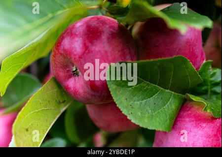 Frische rote Äpfel wachsen auf einem Baum in einem üppigen Obstgarten während der Erntezeit im Spätsommer Stockfoto