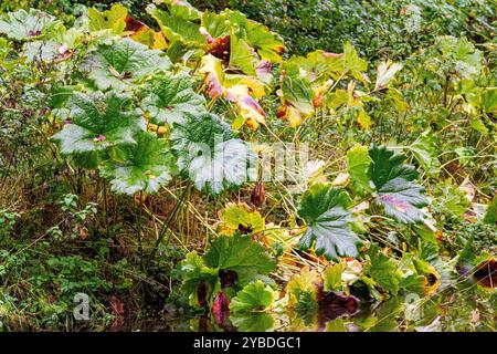 Große Blätter des japanischen Rhabarbers im Herbst im Dundee Caird Park, Schottland Stockfoto