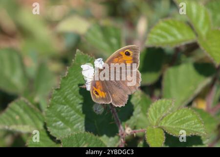 Wiese Brown Butterfly Weibchen - Maniola jurtina Stockfoto