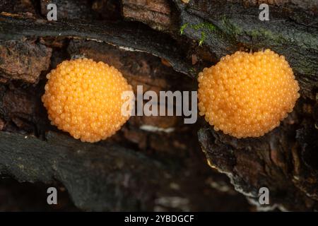 Schleimform (Schimmel) Fruchtkörper wahrscheinlich Tubifera ferruginosa auf totem Holz im Wald, Surrey, England, Großbritannien, im Herbst Stockfoto